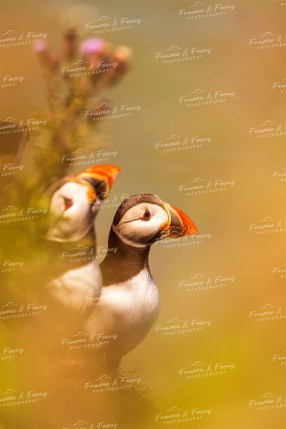 To buy a print or any of the below please click on the images